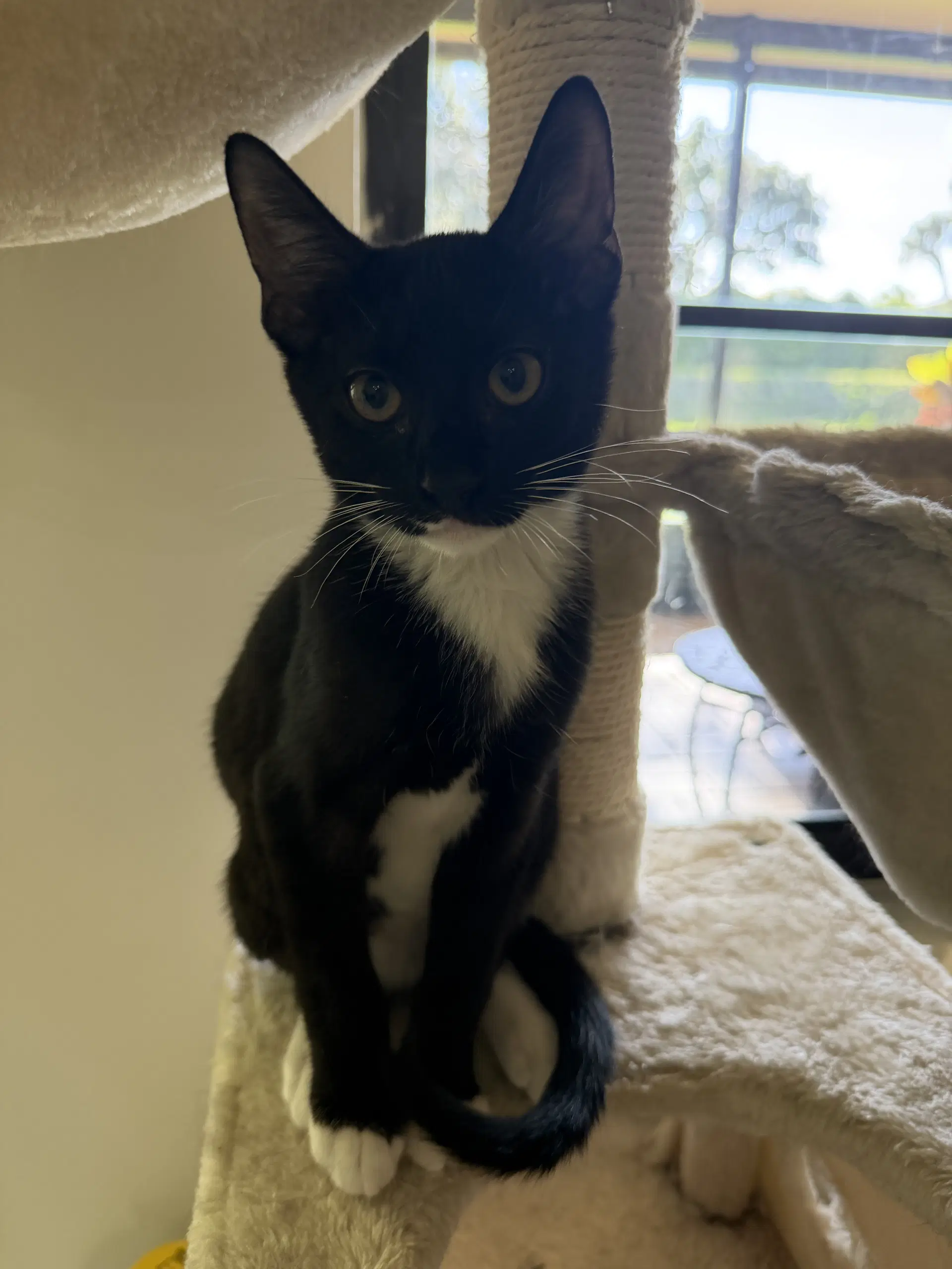 Bowie - Domestic Short Hair