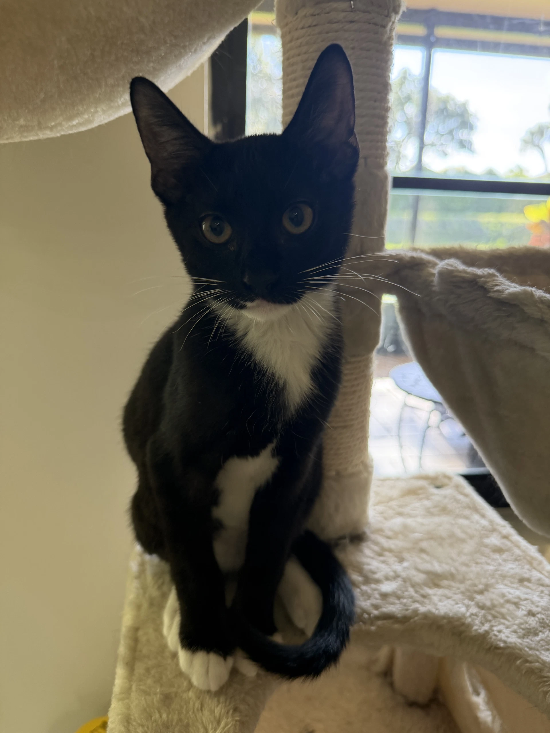 Bowie