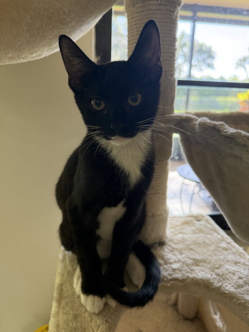 Bowie, Young Domestic Short Hair / Mixed, cat for adoption in Wellington, Florida