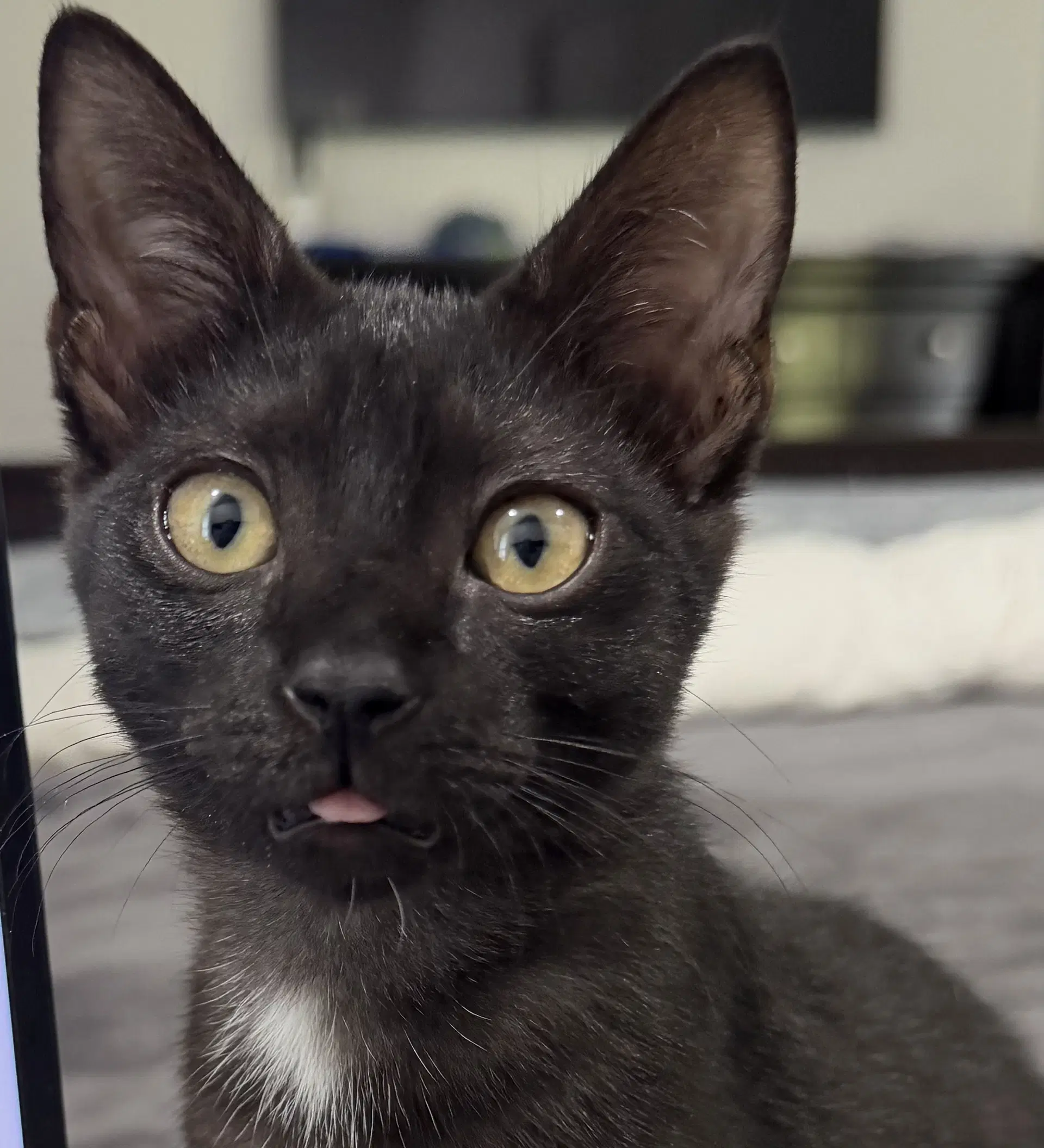 Bonnie - Domestic Short Hair