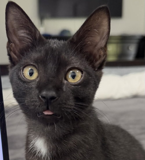 Bonnie, Young Domestic Short Hair / Mixed, cat for adoption in Wellington, Florida