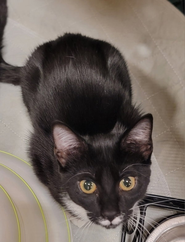 Juniper