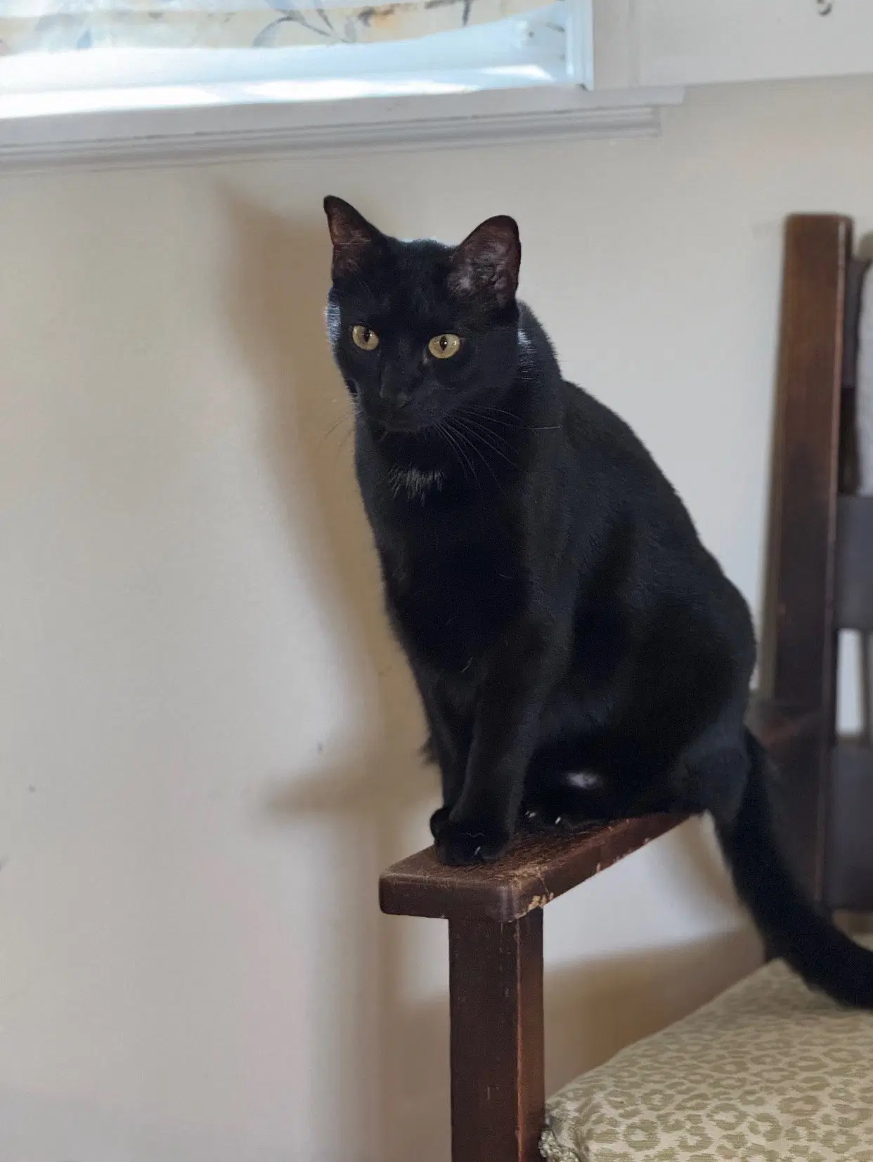 Lou - Domestic Short Hair