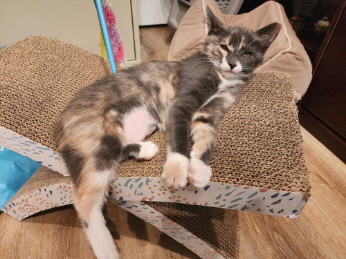 Page, a cat for adoption from R U 4 Me Pet Rescue, Inc.