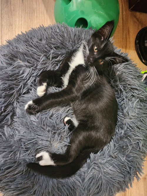 Prescott, a cat for adoption from R U 4 Me Pet Rescue, Inc.