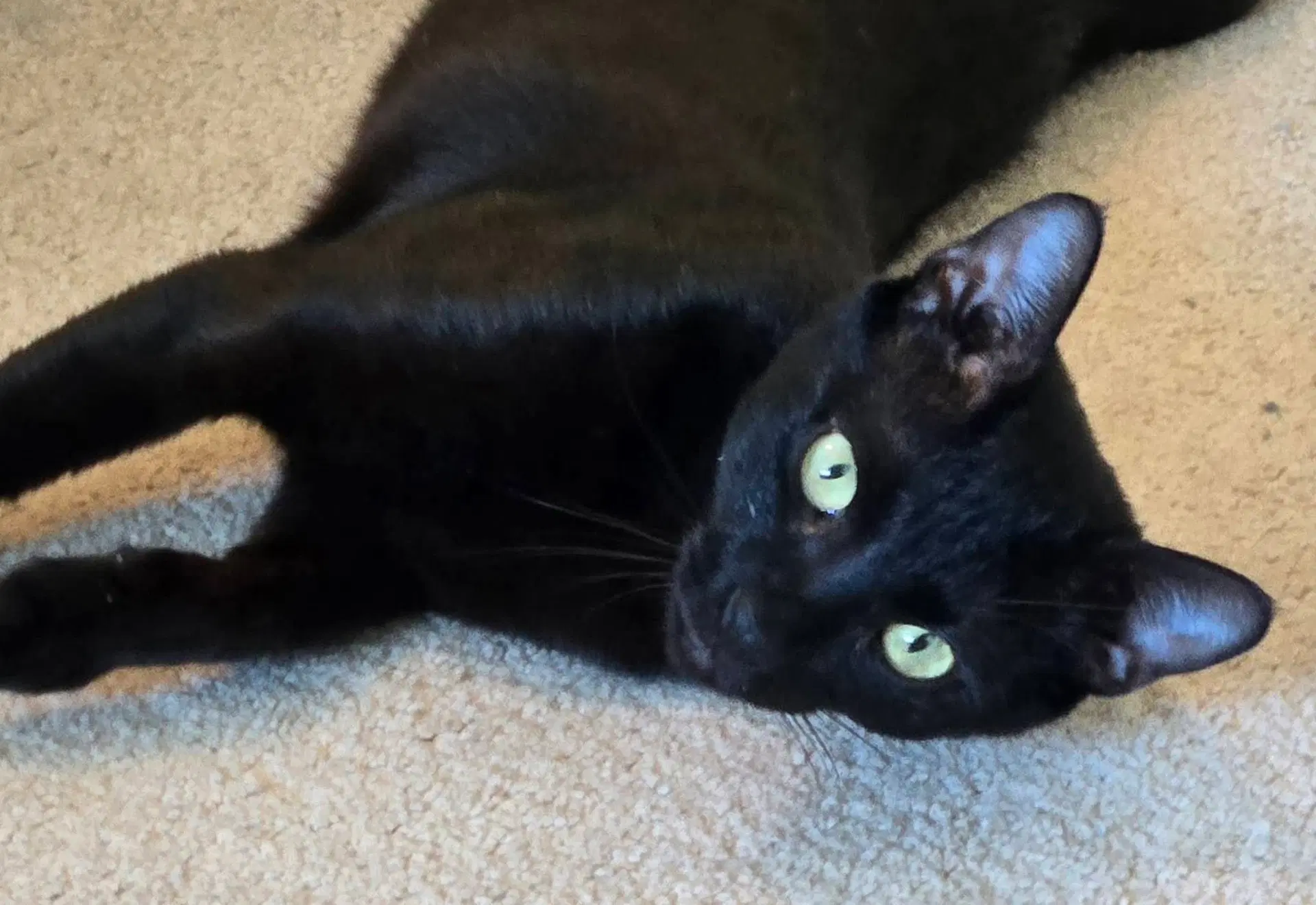 Isabelle - Domestic Short Hair