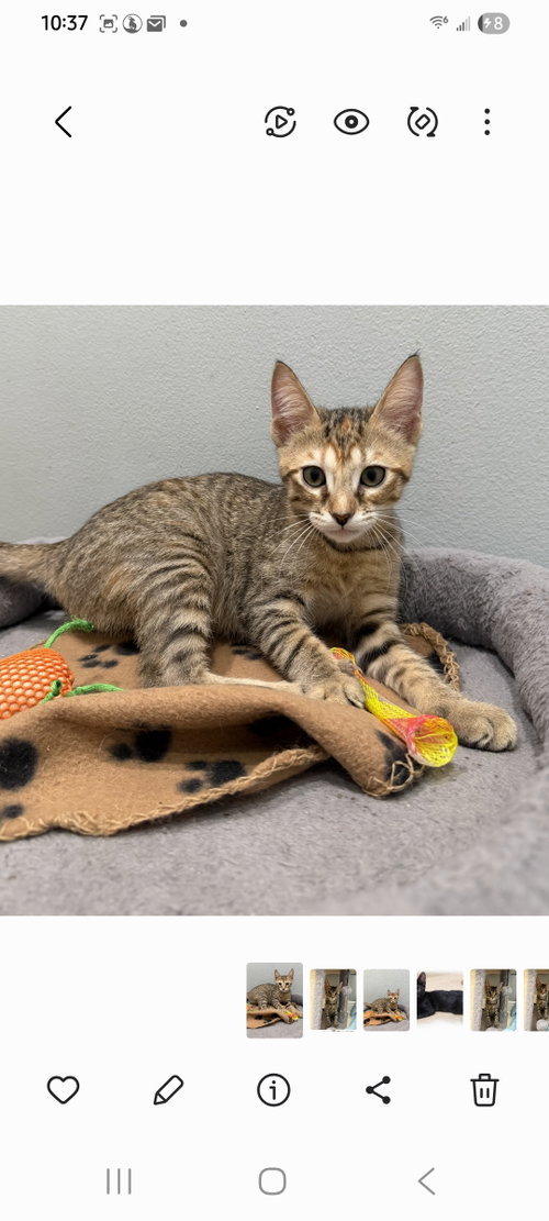 Venus, a cat for adoption from R U 4 Me Pet Rescue, Inc.