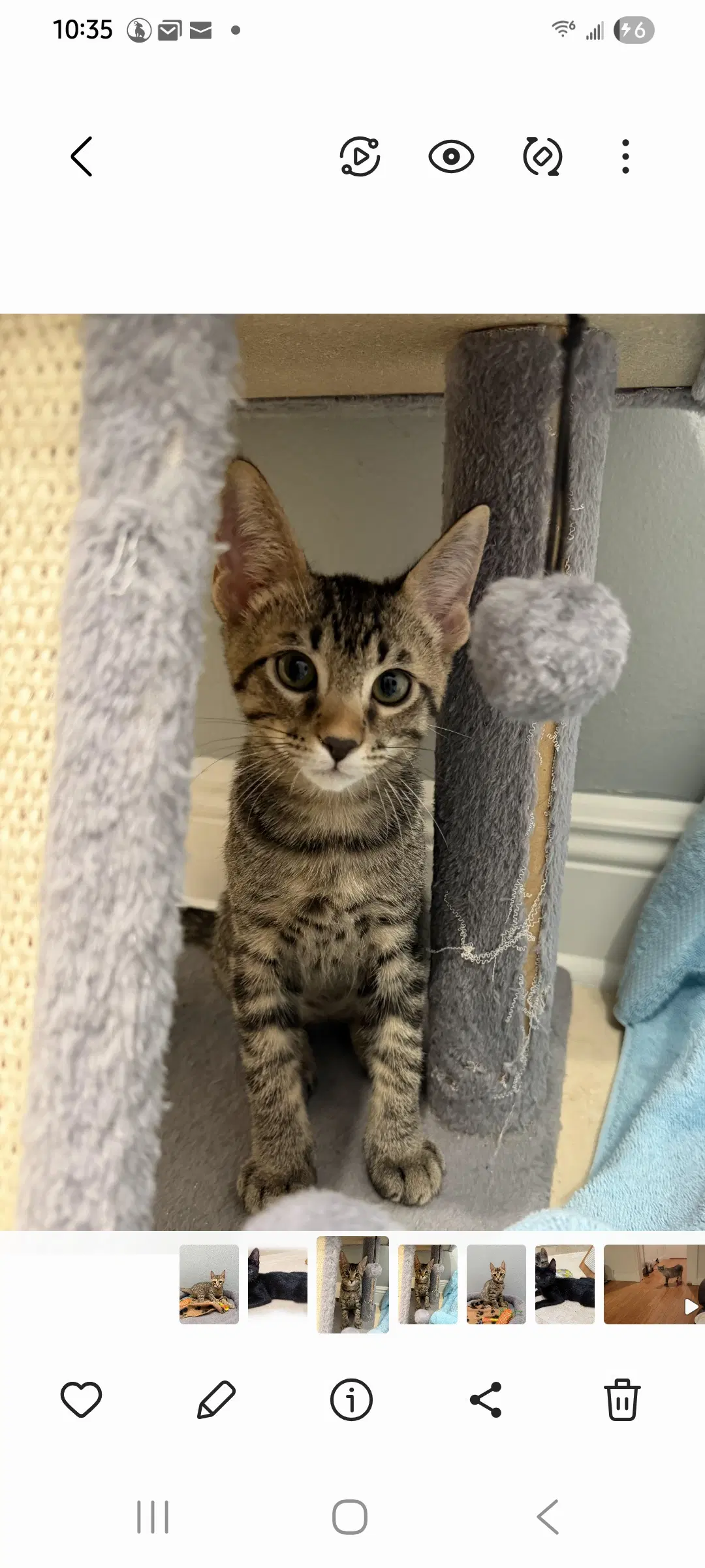 Jupiter - Domestic Short Hair