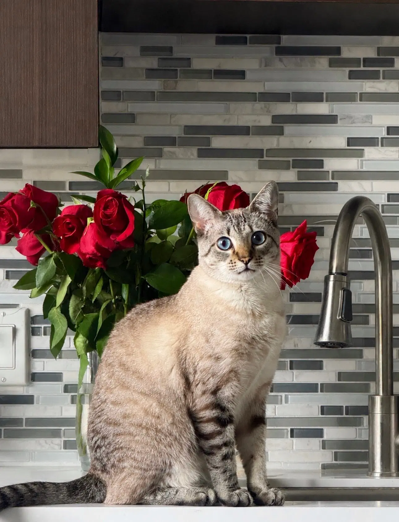 Paisley - Siamese