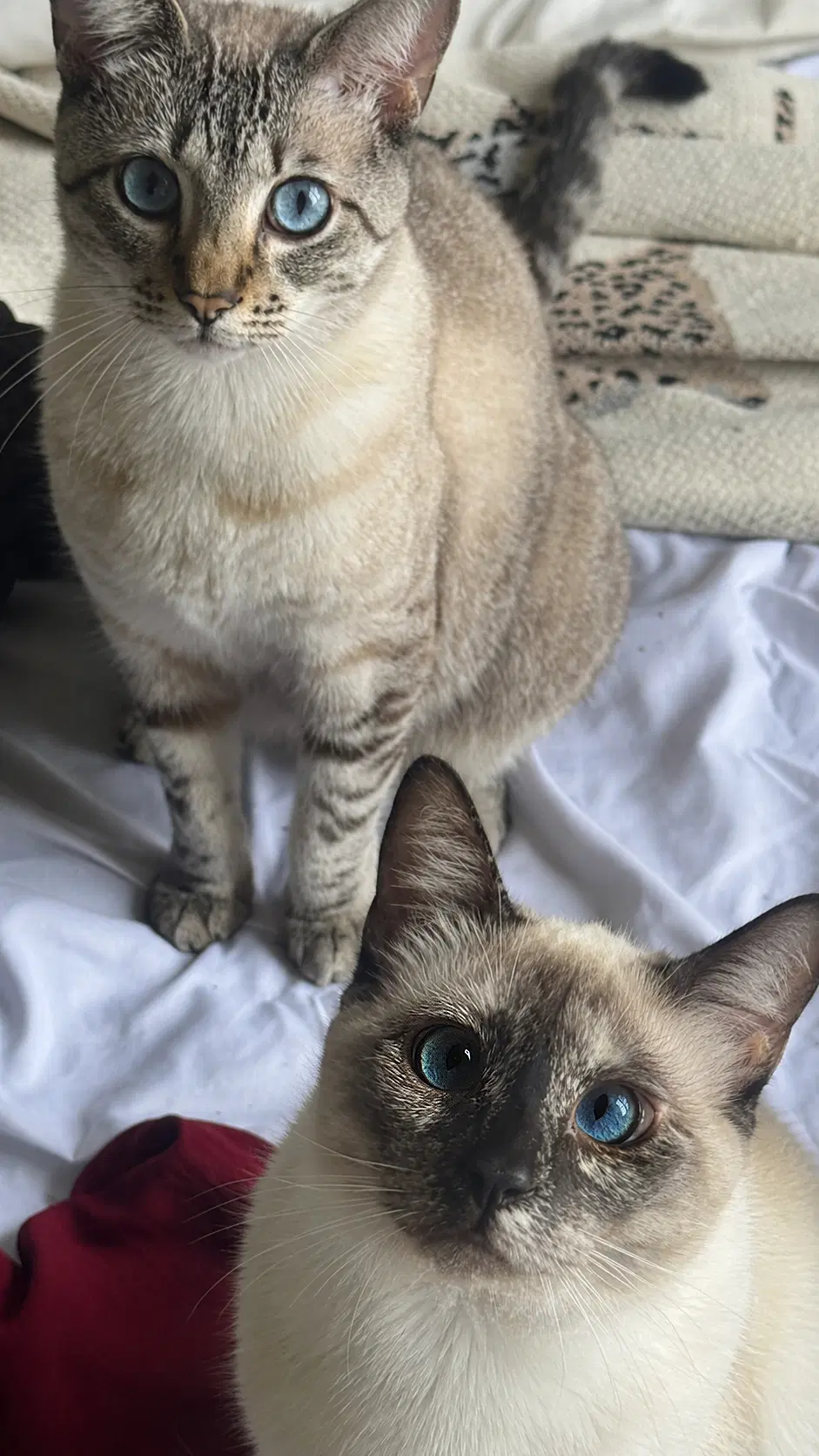 Milan - Siamese