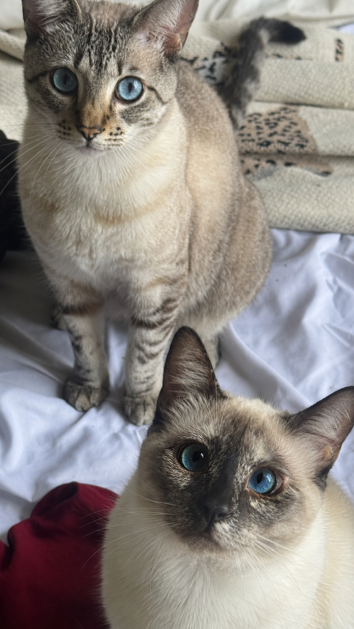 Milan, a cat for adoption from R U 4 Me Pet Rescue, Inc.