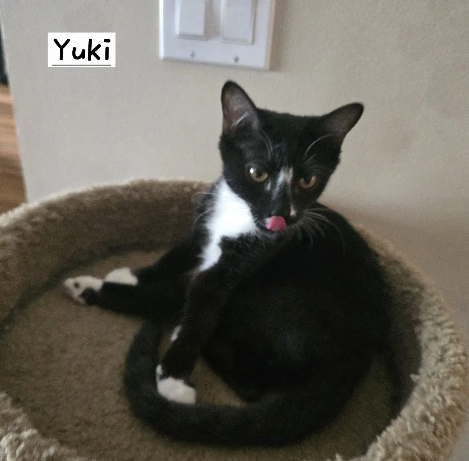 Yuki - Tuxedo
