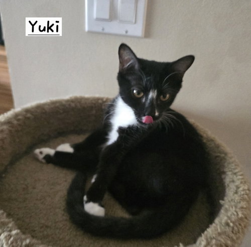 Yuki, a cat for adoption from R U 4 Me Pet Rescue, Inc.