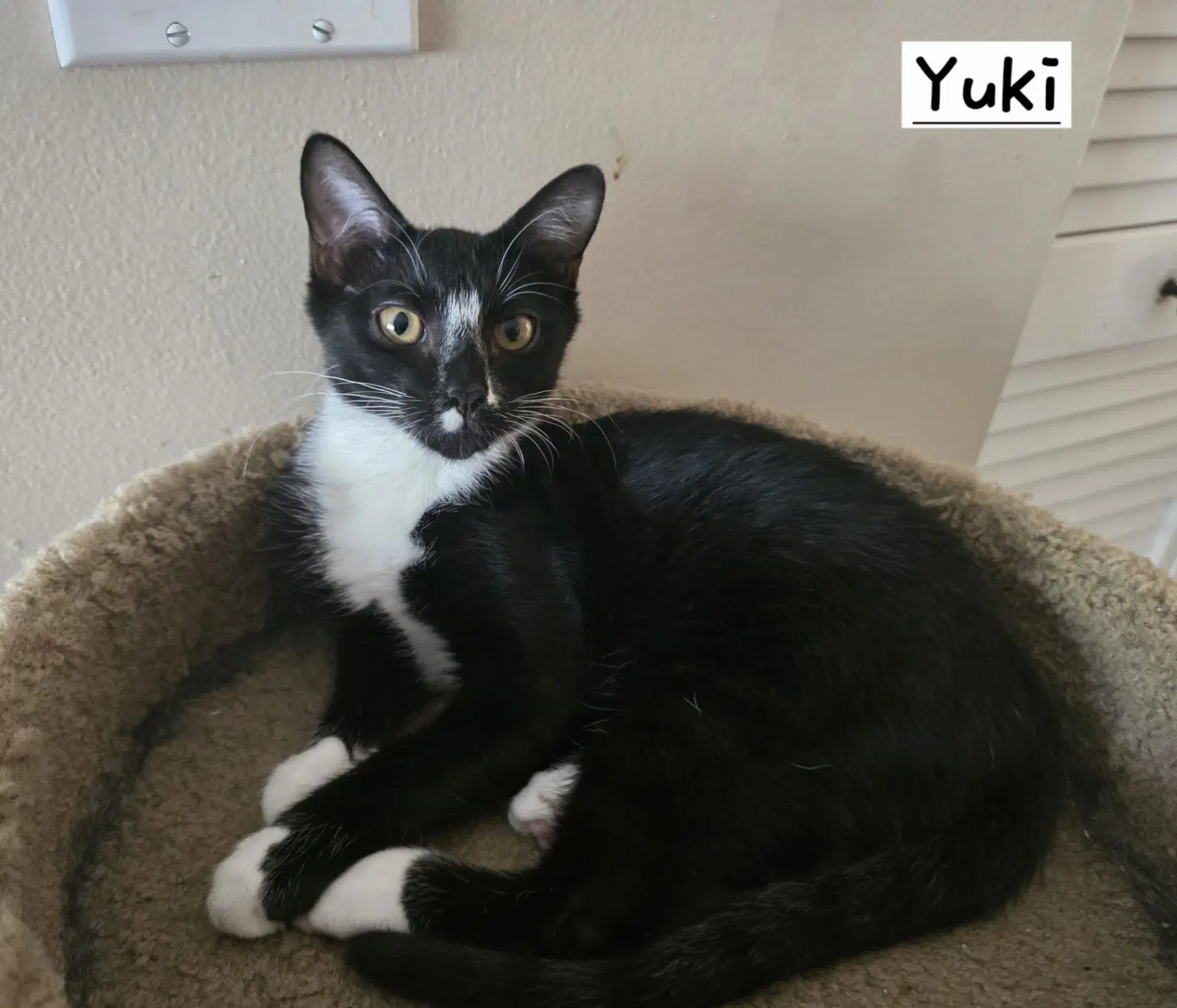 Yuki image 2