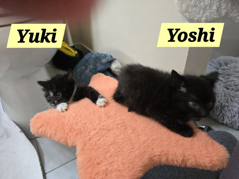Yuki, photo 4