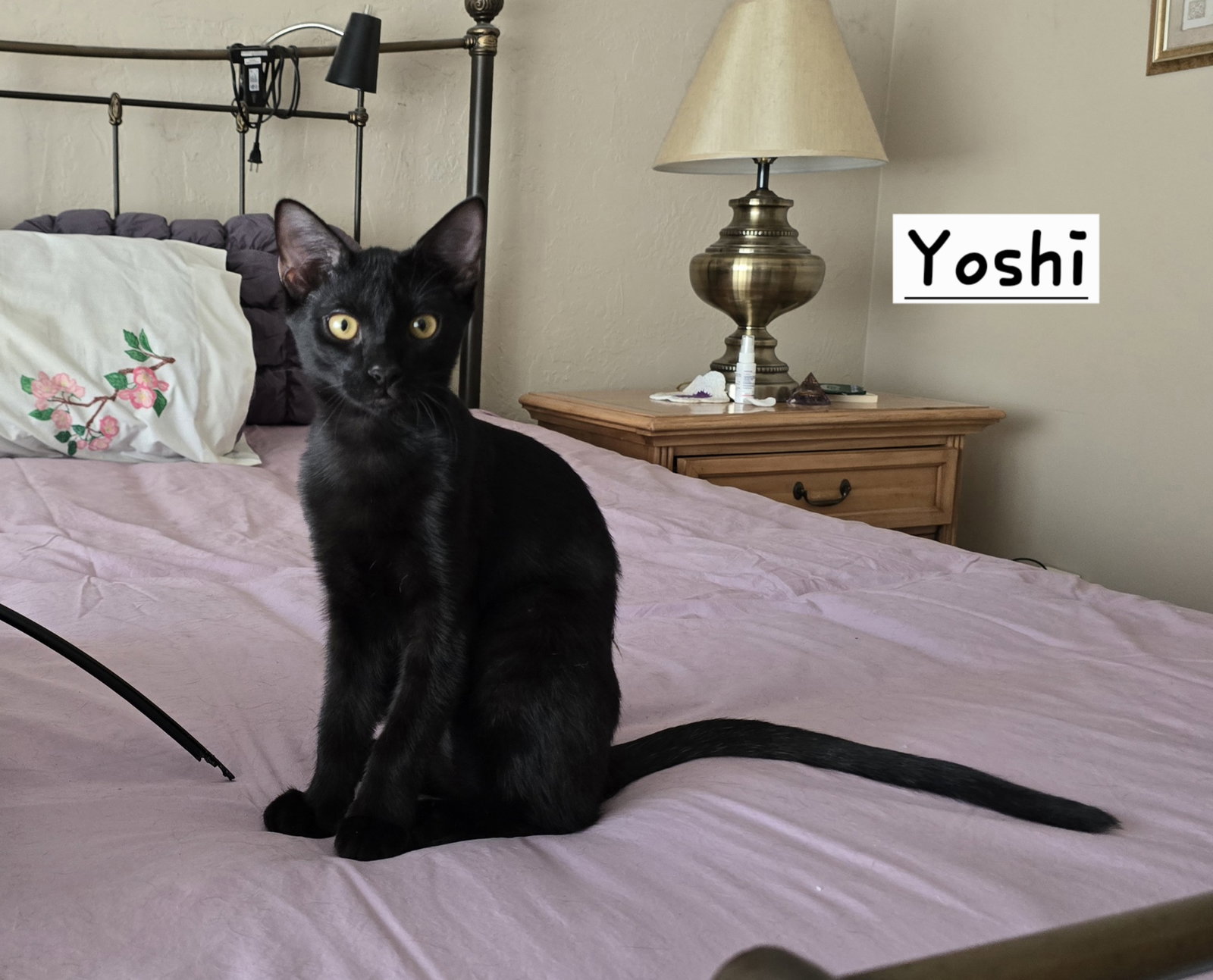Yoshi