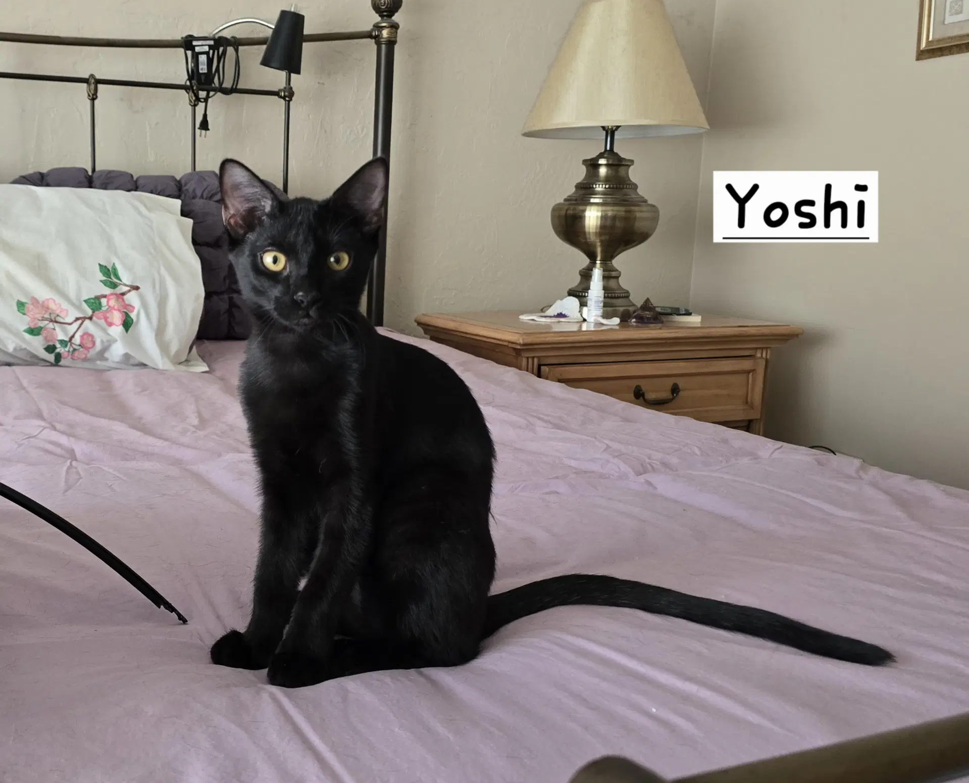 Yoshi - Domestic Short Hair