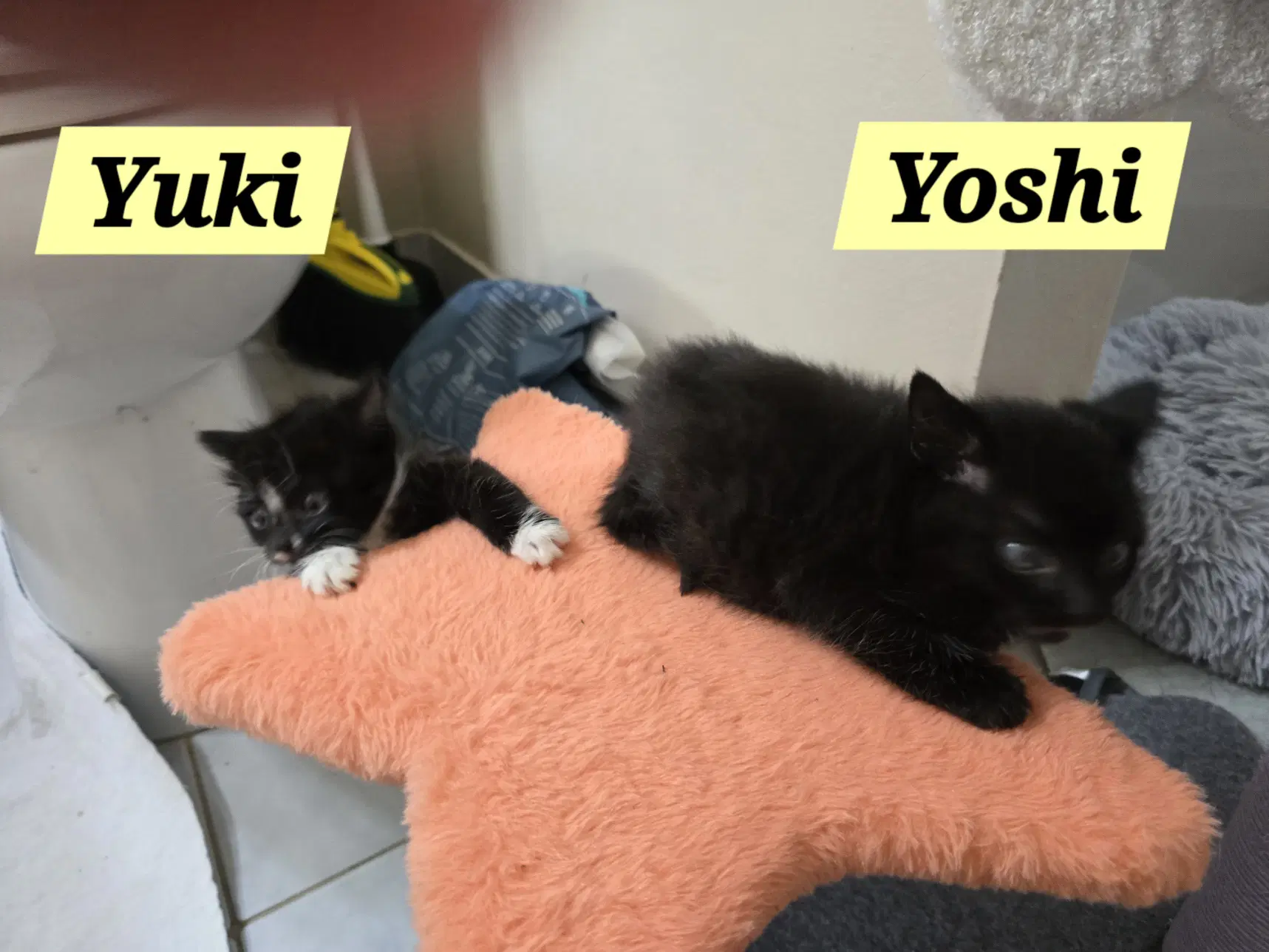 Yoshi image 2