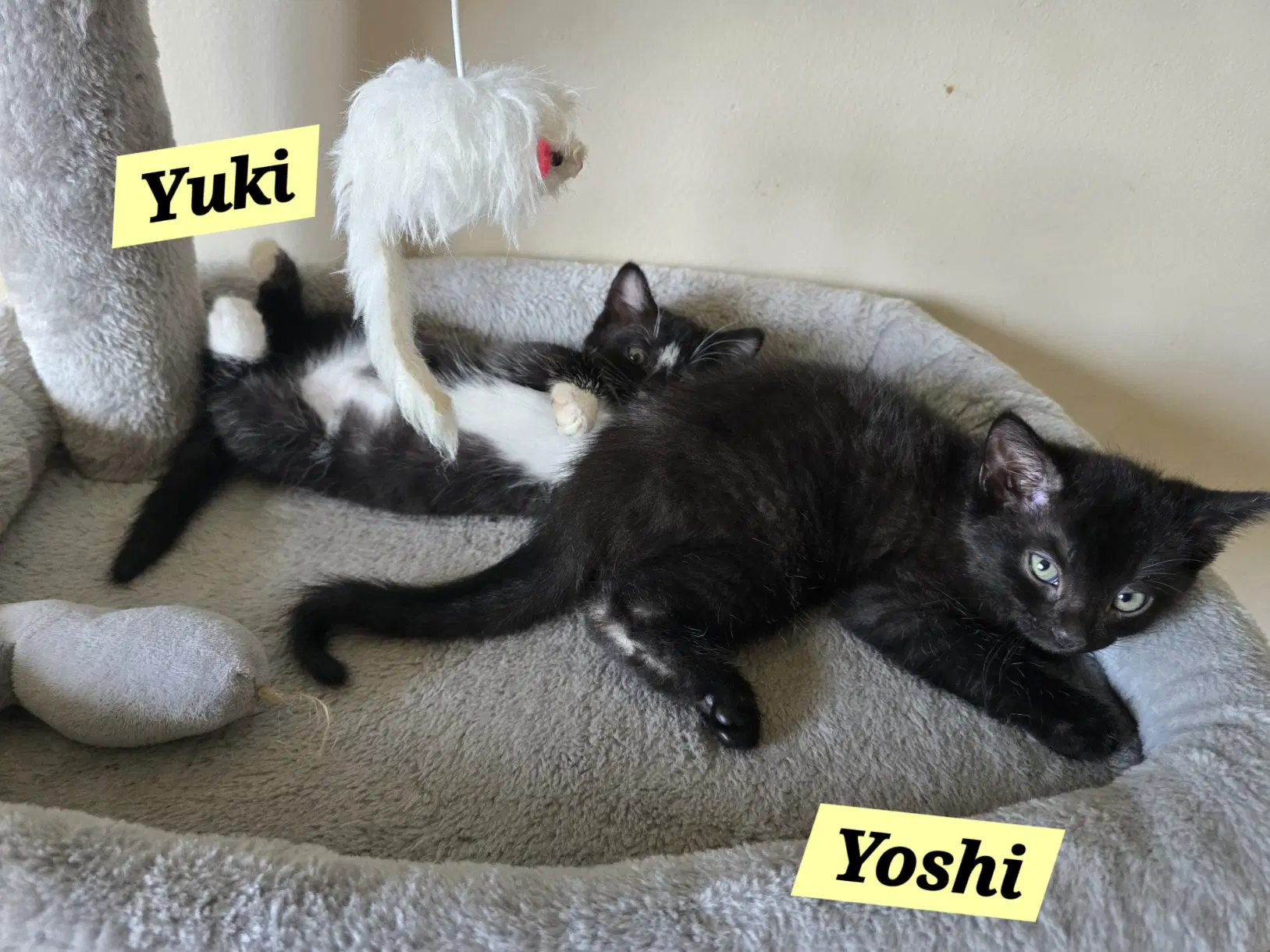Yoshi image 3