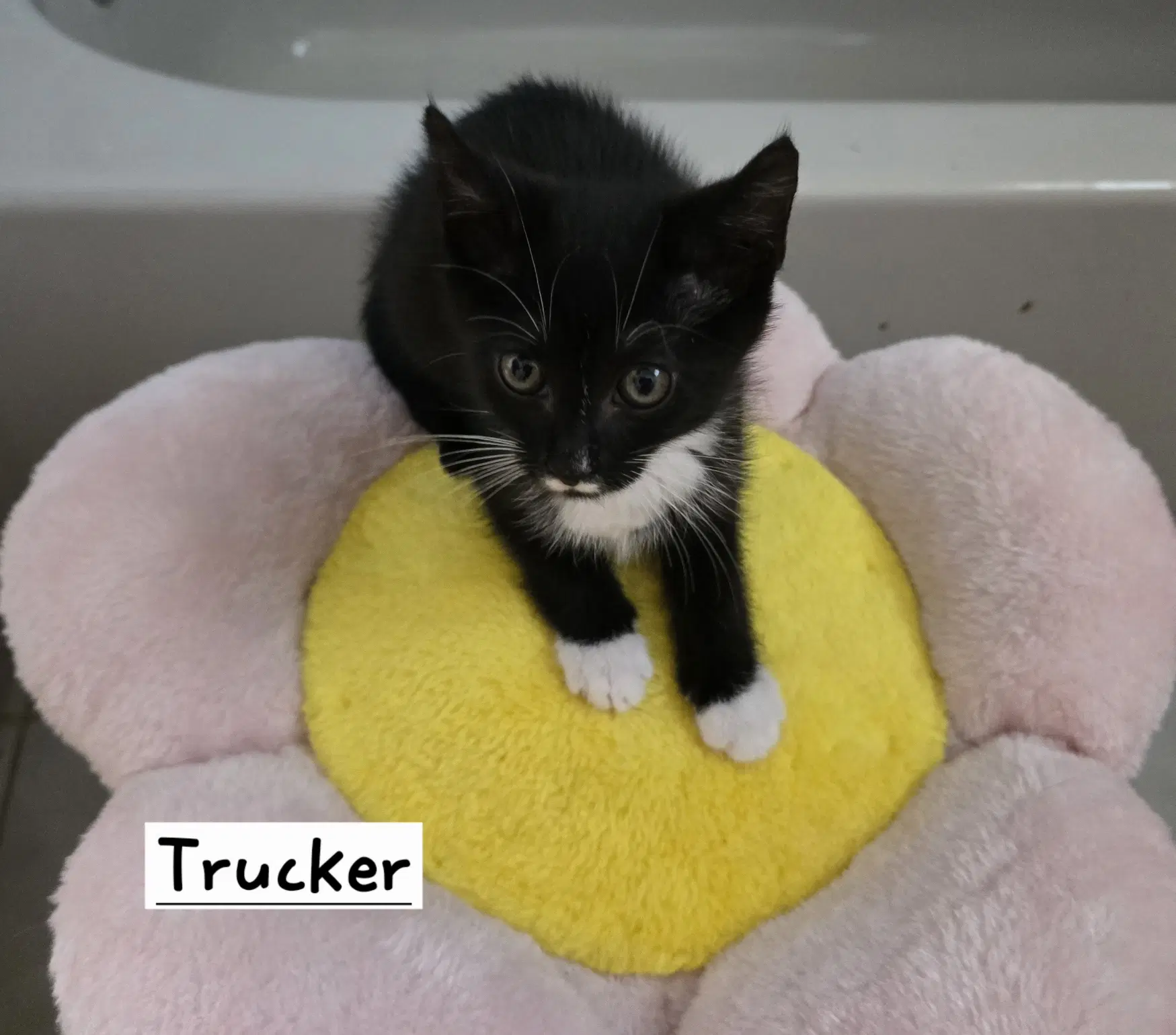 Trucker - Domestic Short Hair