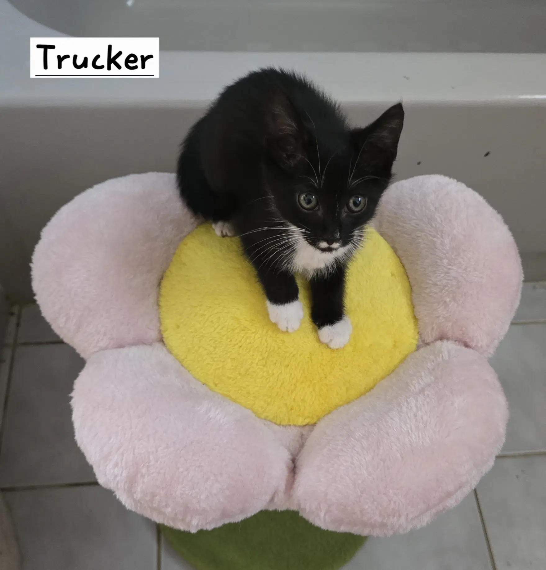 Trucker image 4