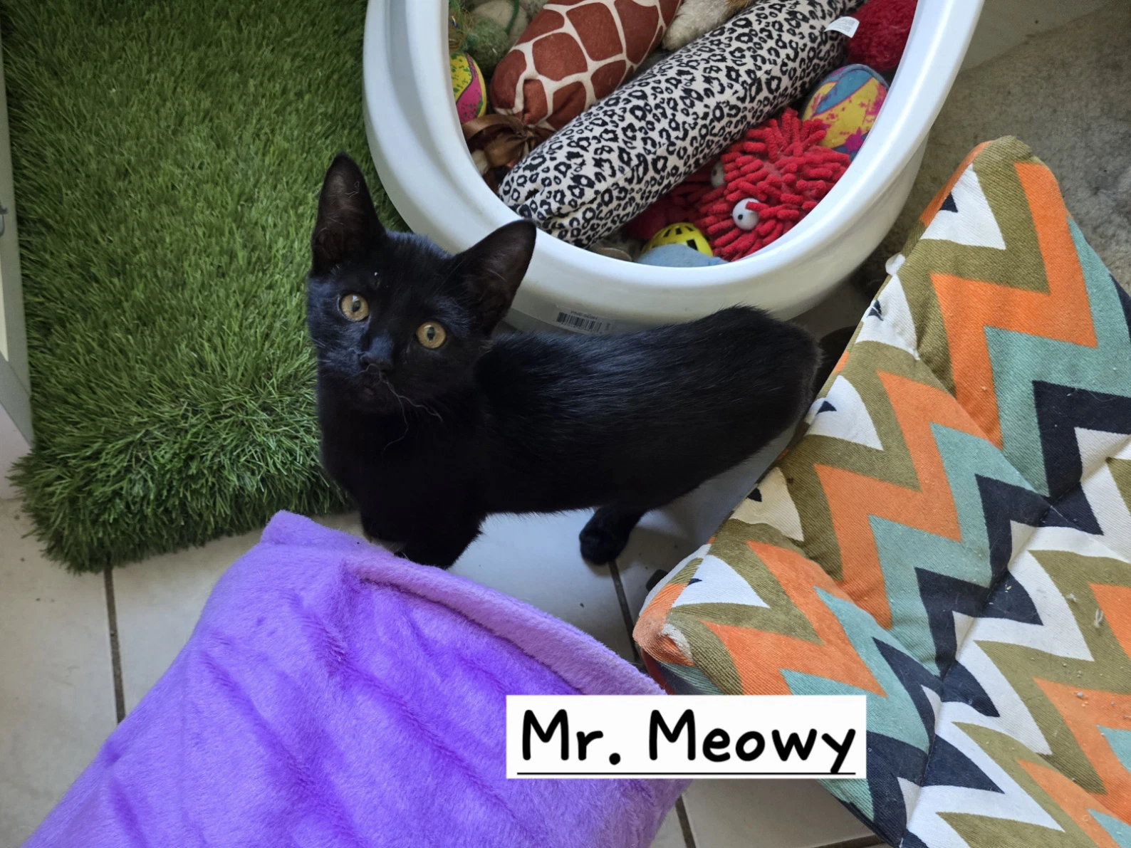Mr Meowy