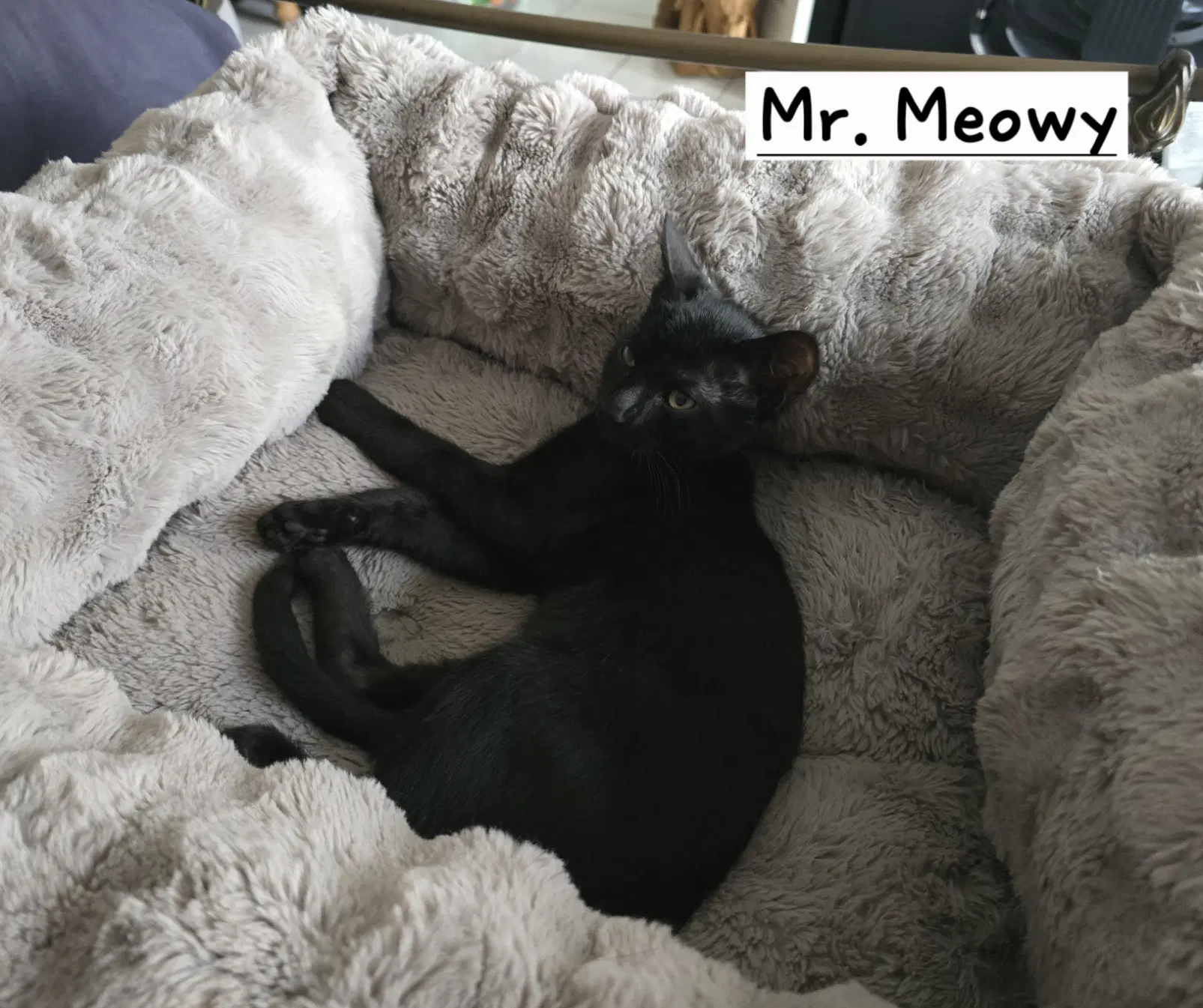 Mr Meowy image 2