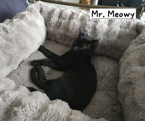 Photo 2 of Mr. Meowy