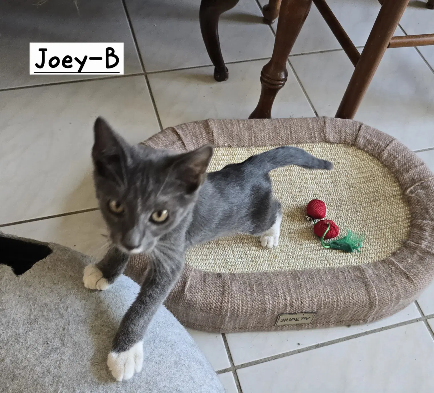 Joey-B image 2