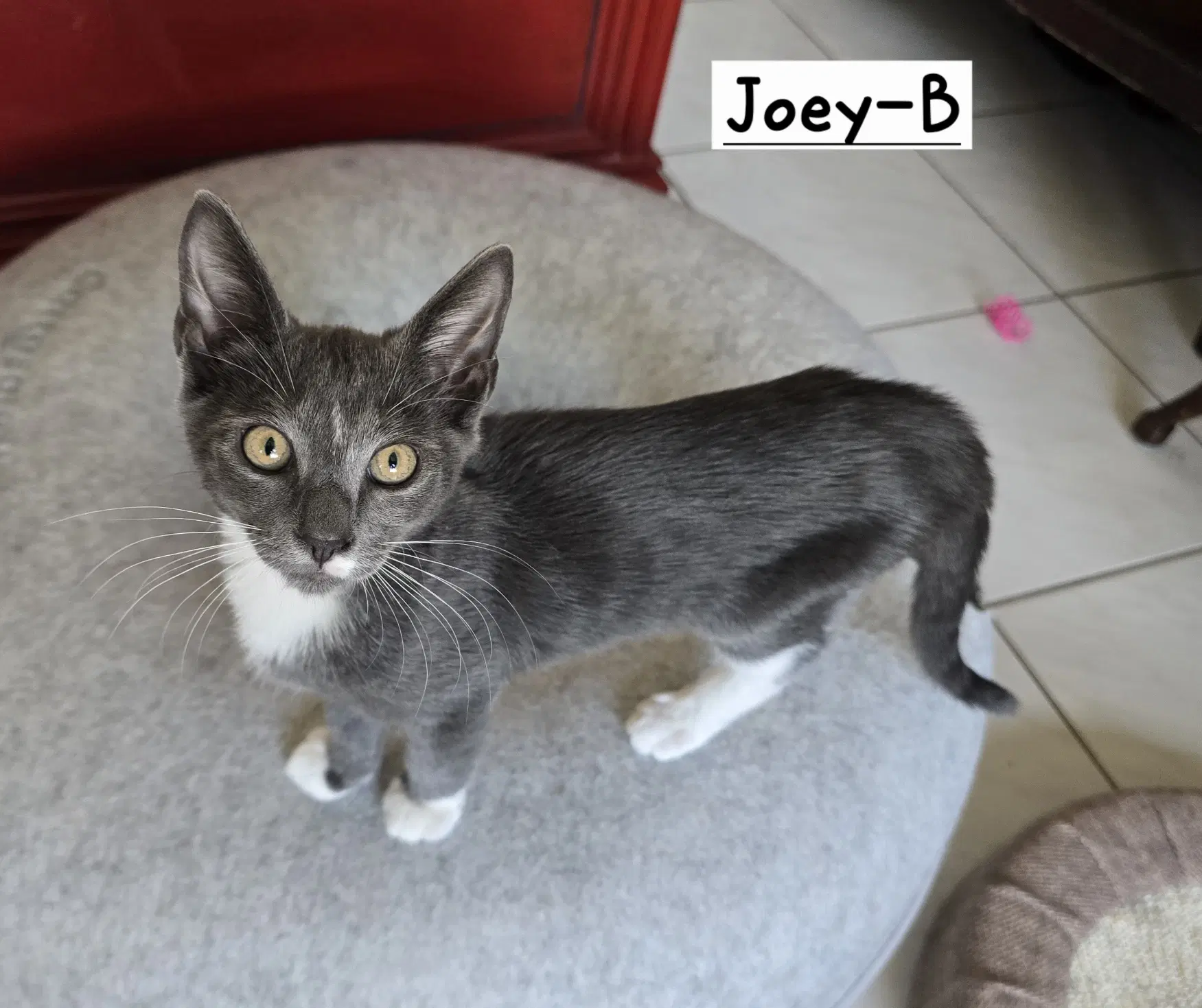 Joey-B image 3