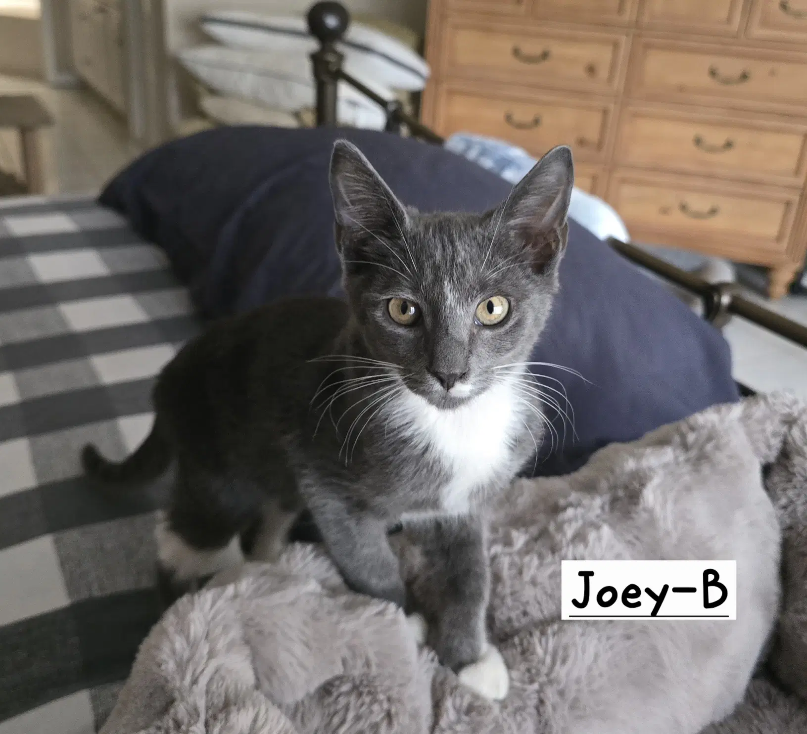 Joey-B - Tuxedo