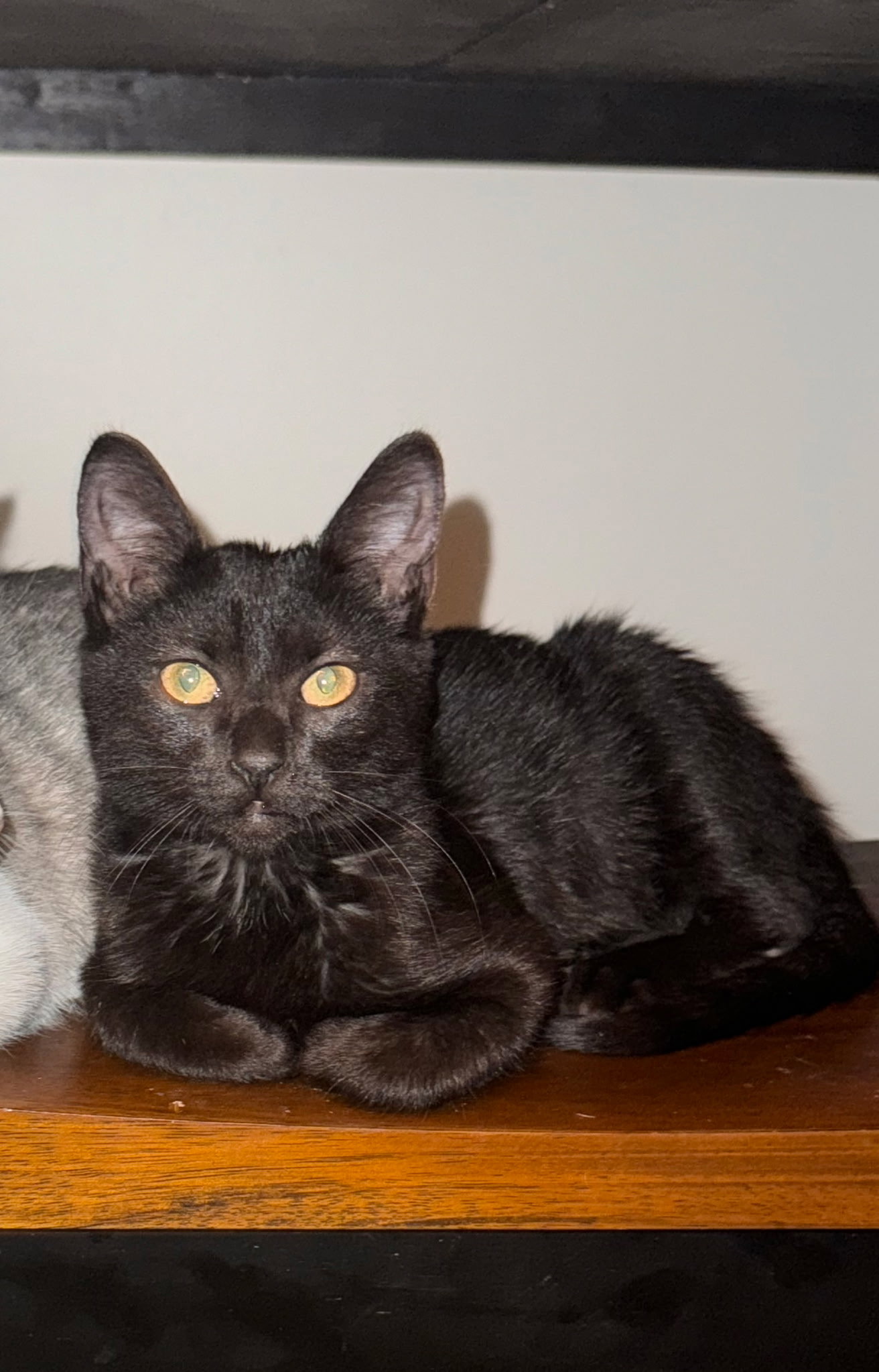 Noche, Domestic Short Hair