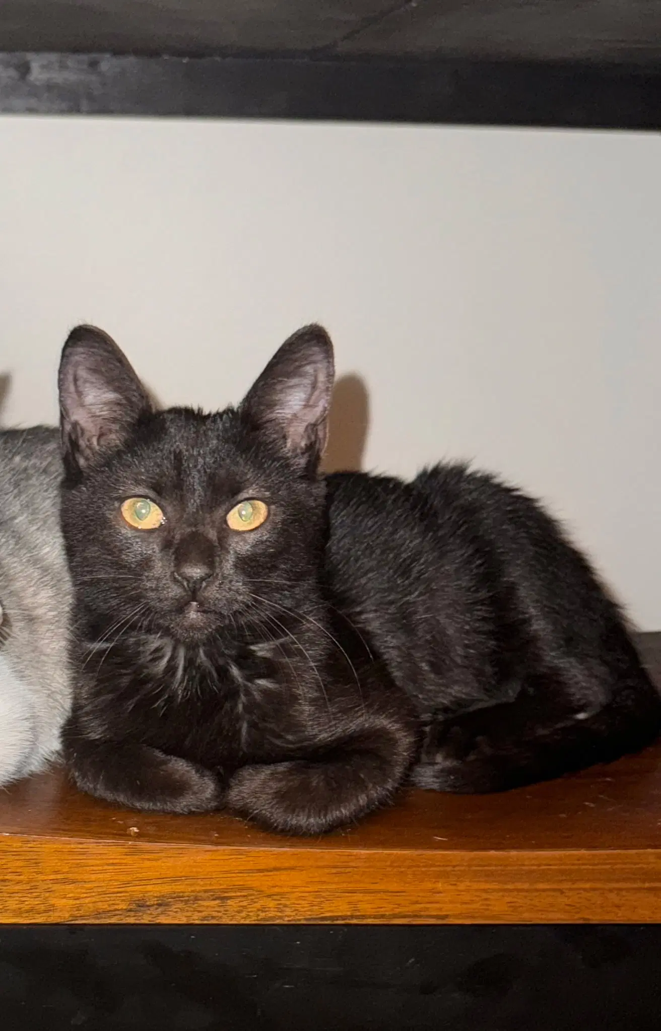 Noche - Domestic Short Hair
