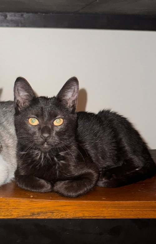 Noche, a cat for adoption from R U 4 Me Pet Rescue, Inc.