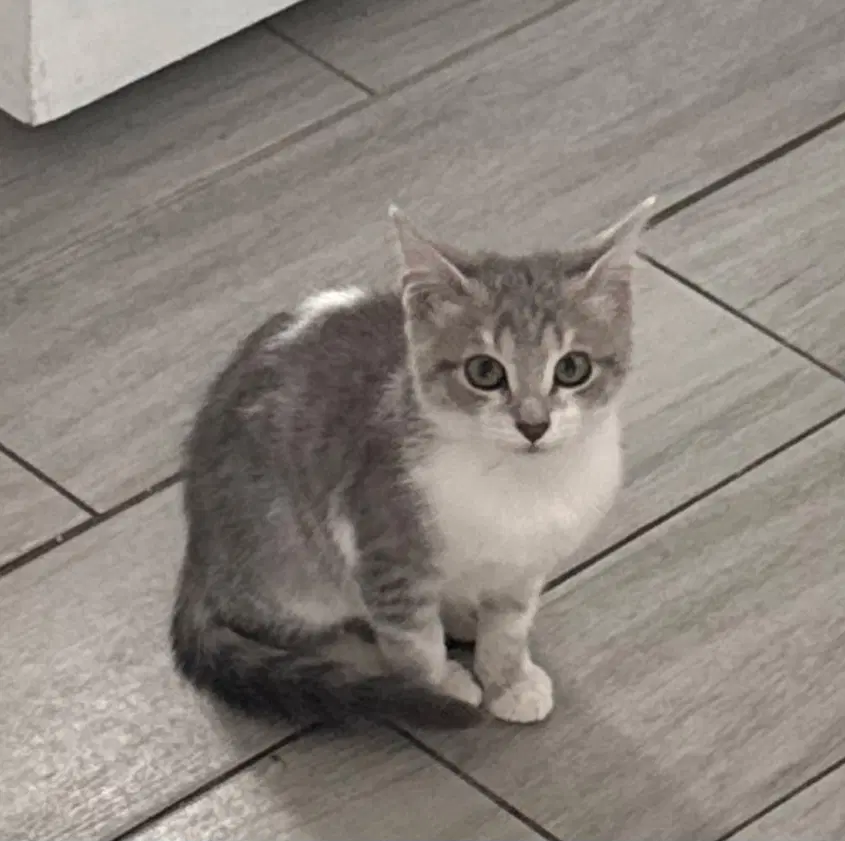 Sambra - Domestic Short Hair