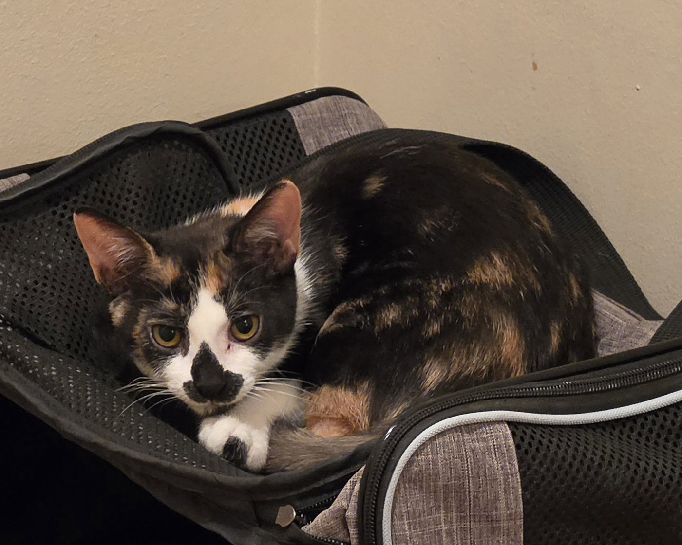 Dana, Calico