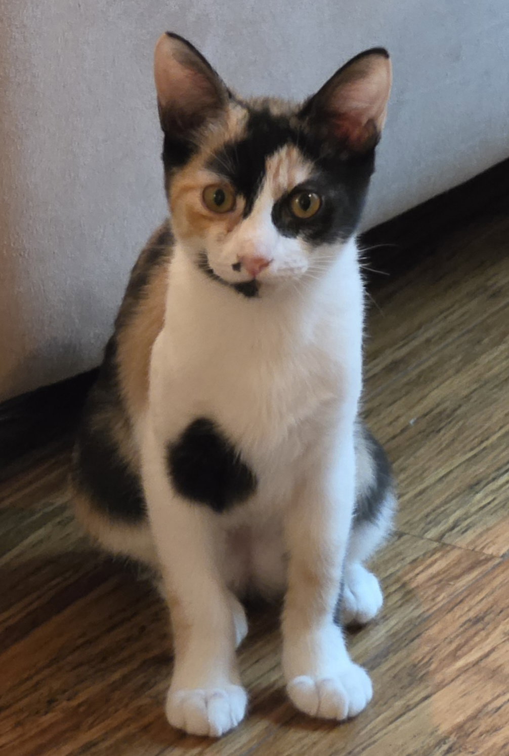 Dahlia, Calico