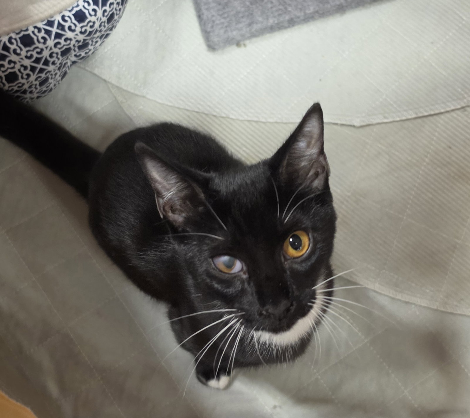 Dakota, Tuxedo