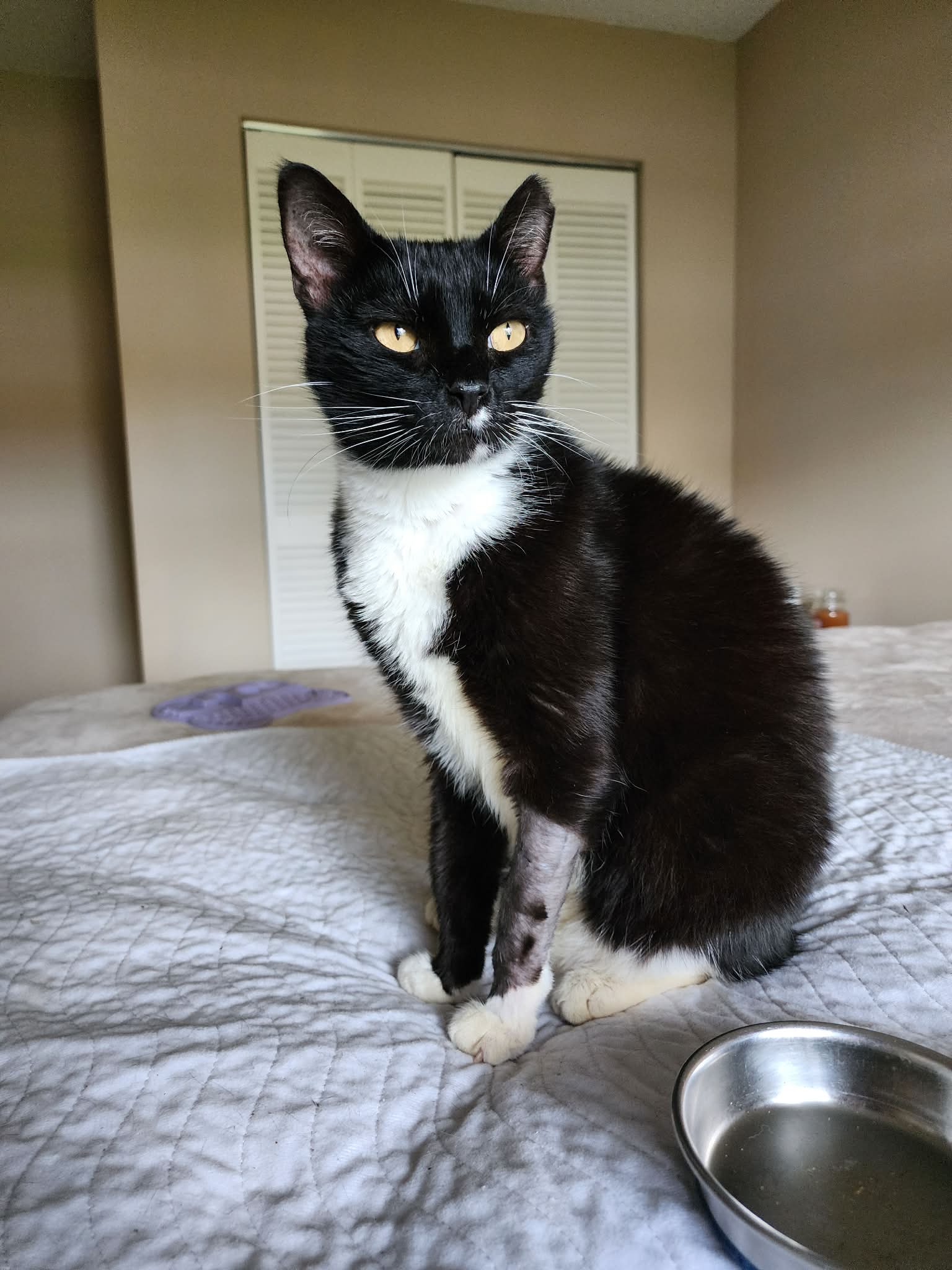 Mia, Domestic Short Hair
