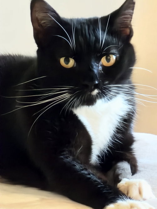 MIA, a cat for adoption from R U 4 Me Pet Rescue, Inc.