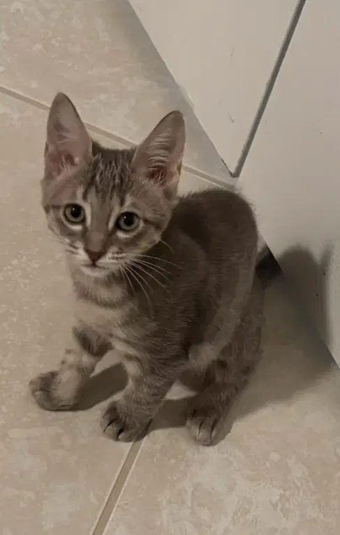 Stella - Domestic Short Hair