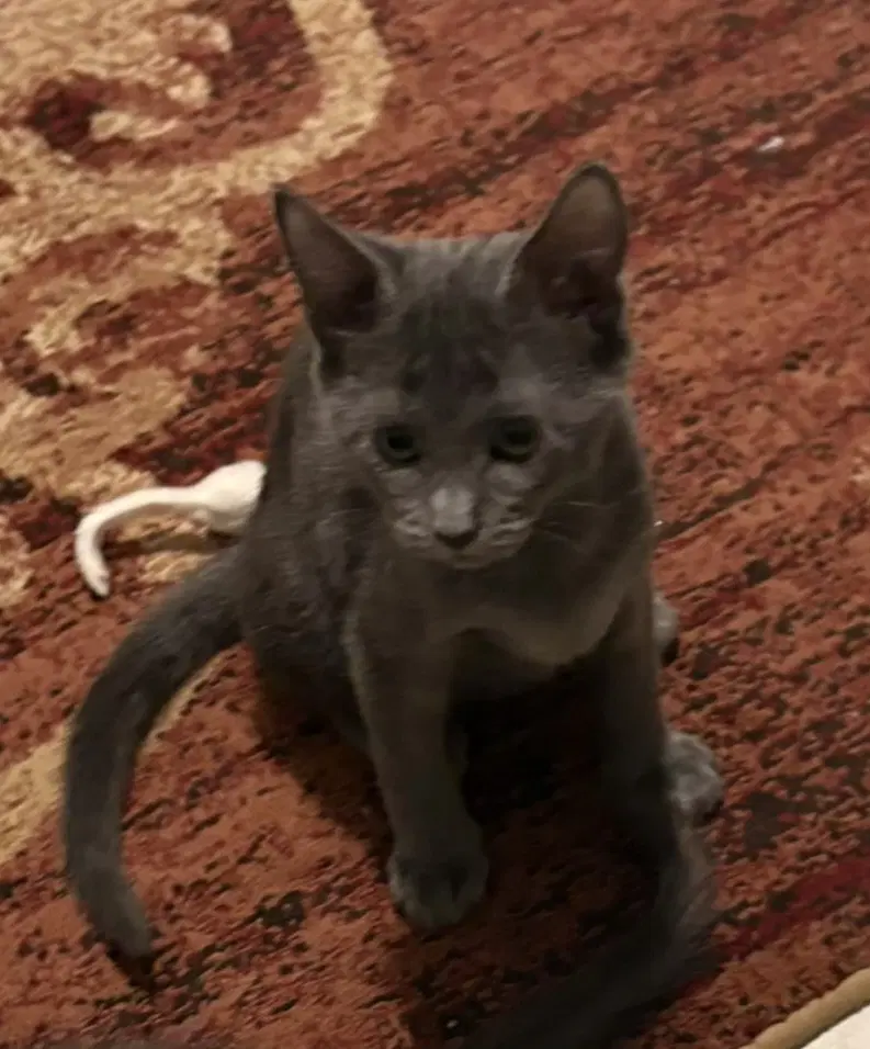 Pearl - Russian Blue