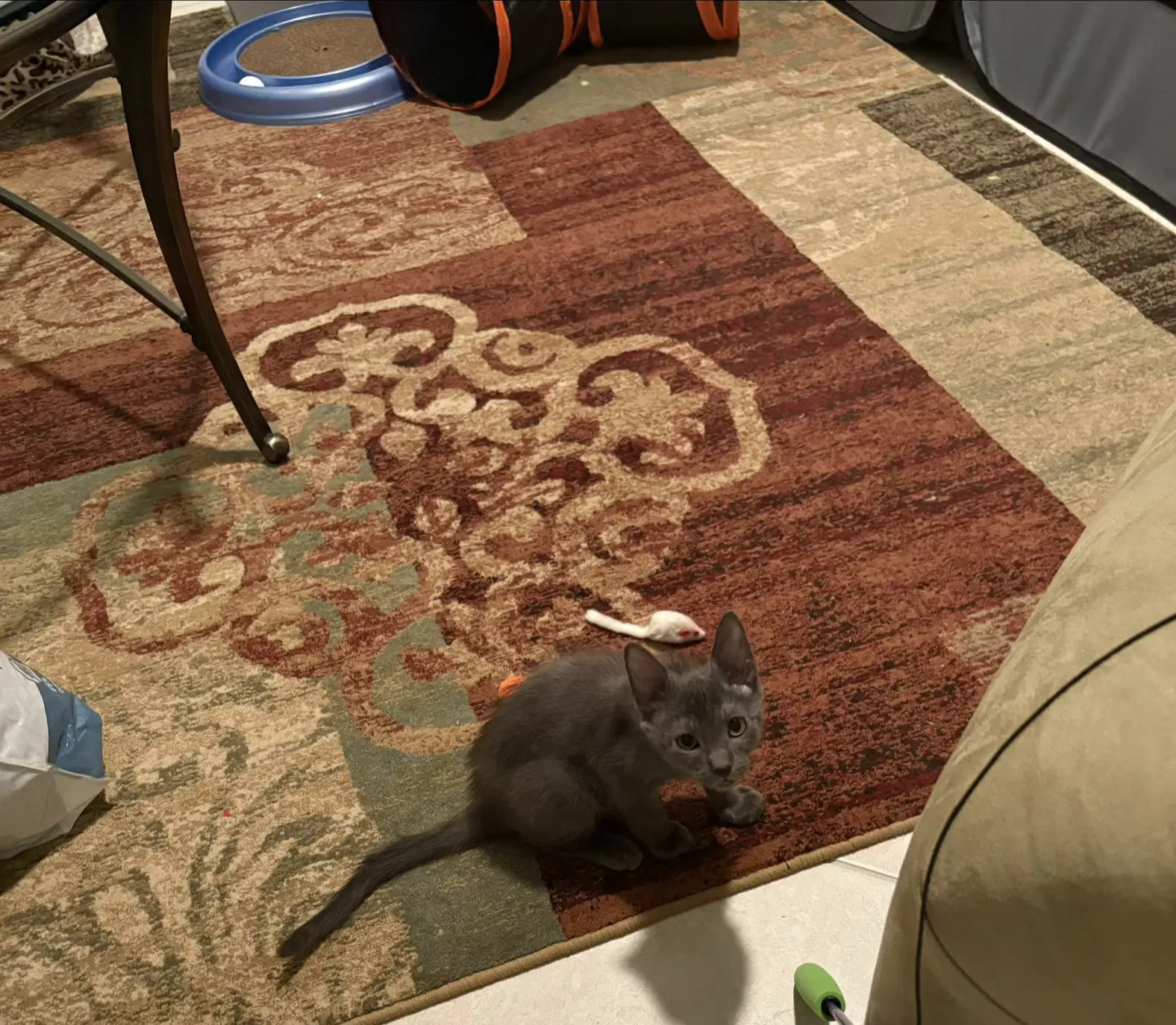 Steel - Russian Blue