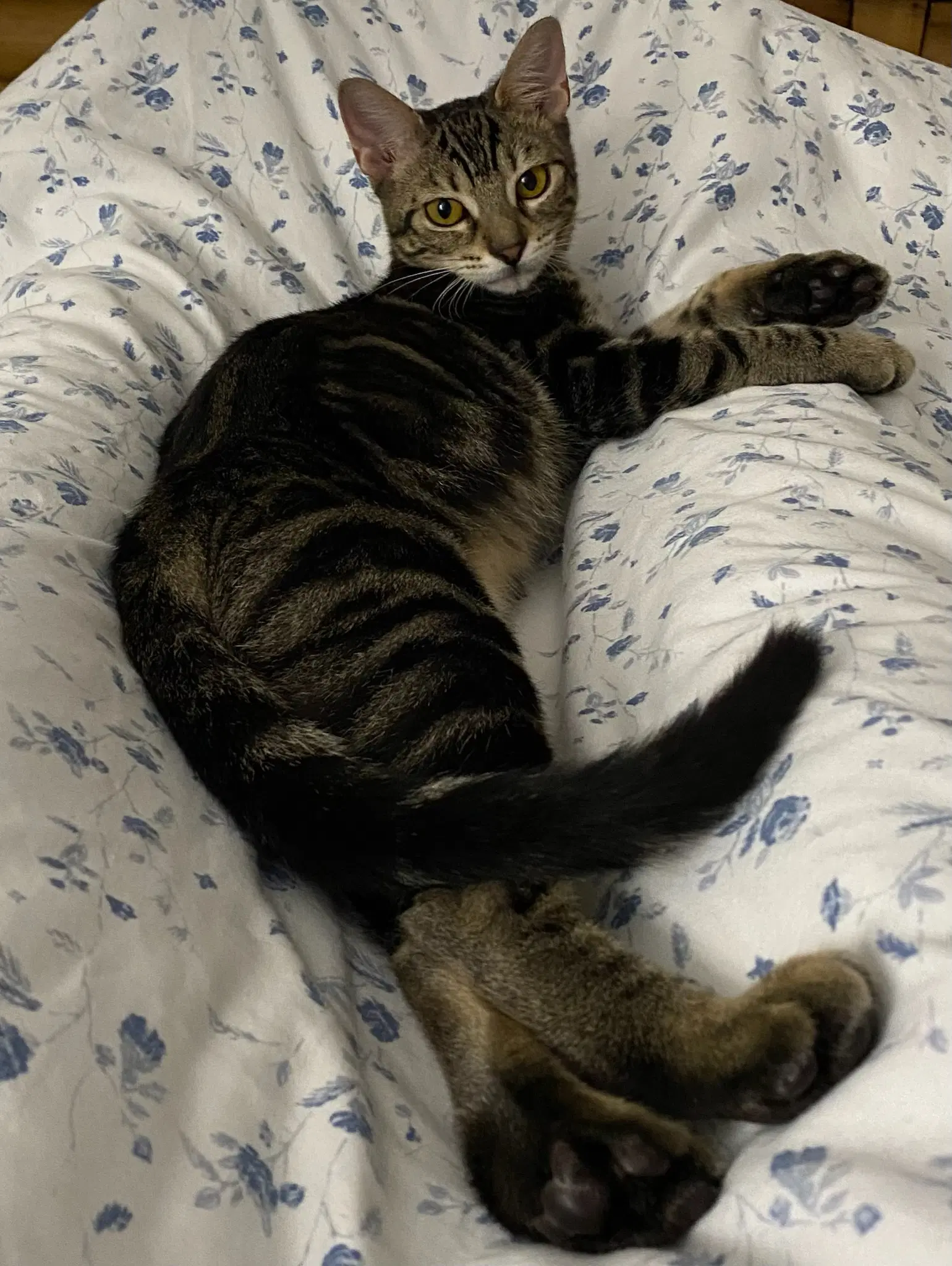 Sally - Domestic Short Hair