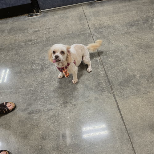 Luna, Cockapoo / Mixed
