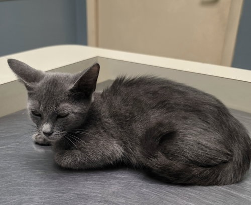 Dulce, Russian Blue / Mixed