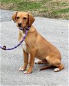 adoptable Dog in , TN named Morris
