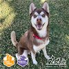 adoptable Dog in irvine, CA named CLAY