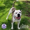 adoptable Dog in irvine, CA named BUTTERFLY