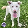 adoptable Dog in irvine, CA named BUBBLES